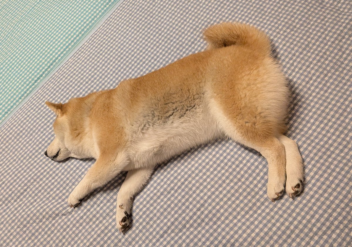 Lucha_kohachan's tweet photo. お布団敷くと我先に一番いい所で寝るムチムチイーヌ https://t.co/7ohZO8m7W3