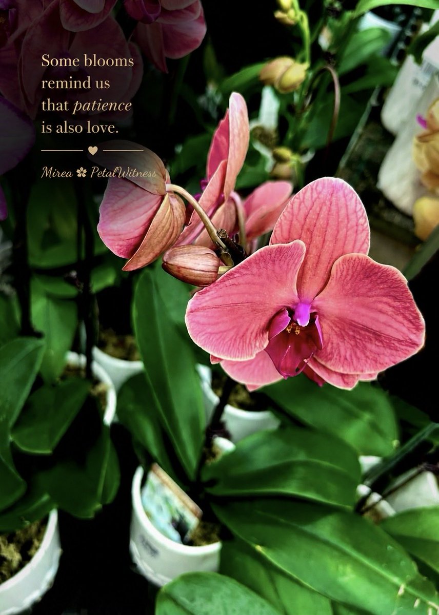 PetalWitness's tweet photo. #PetalWitness
#BotanicalBeauty
#FloralPhotography
#NatureInspired
#QuietBeauty https://t.co/6hqCUvRn0J