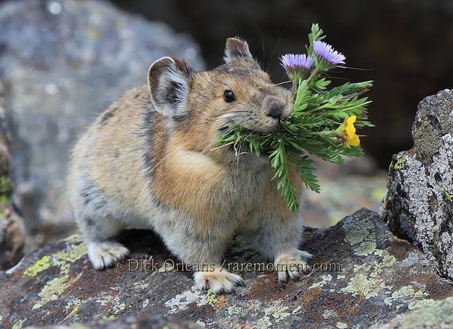 senatorshoshana's tweet photo. If he:
- brings you flowers 
- listens attentively to everything you say and every sounds your body makes
- keeps a warm home fully of plants
- watches you carefully when you're nearby
- lives in a cave
- squeaks are you

That's not a man, that's an alpine pika https://t.co/nX4uKBDWNs