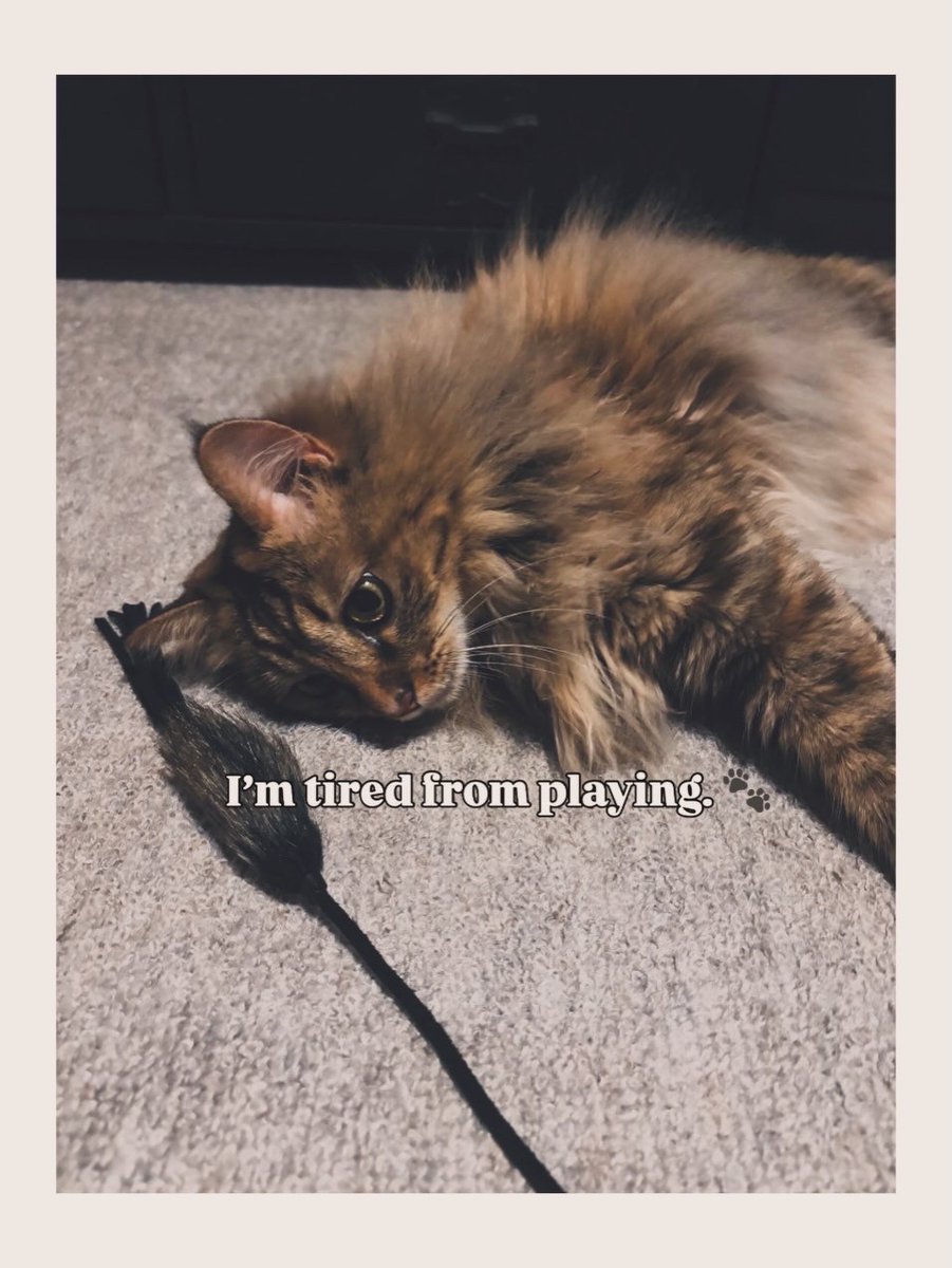 hal_jumbled's tweet photo. PURRfect
Leather Bouncer

やっぱりよきおもちゃ🧸 https://t.co/3K8OwTvvRq