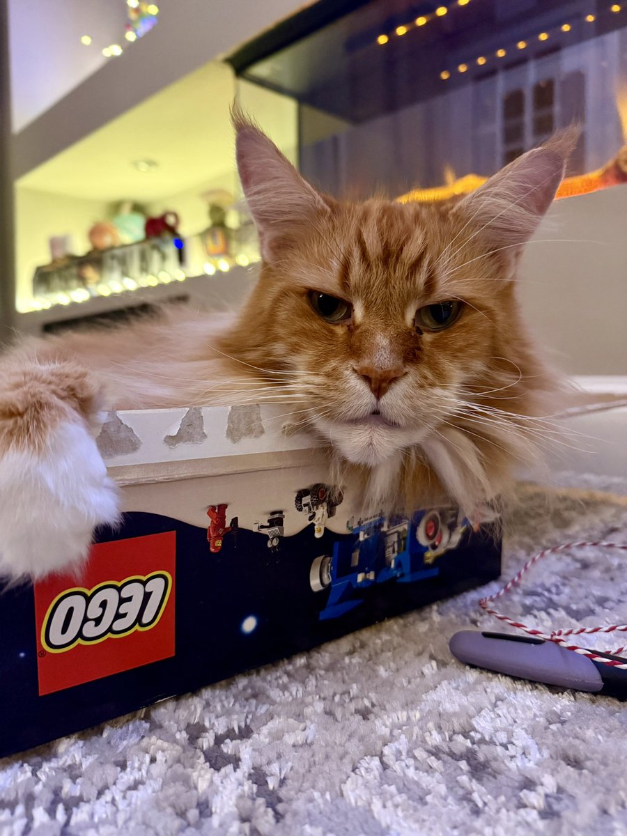 buddy_gizmo's tweet photo. Another new Lego box? Gizmo says yes please! And this one is more his size so it should last a little longer 😹😹🦁🦁 #catboxsunday #teamfloof #CatsofTwitter https://t.co/FzfYZxkl4V