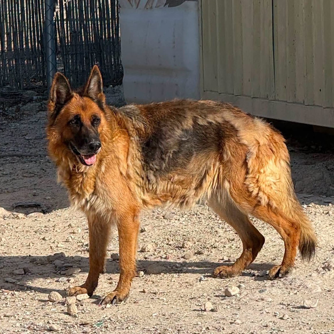 SosAbuelos1's tweet photo. #MURCIA
Esta belleza de perrita de 8 años lleva toda su vida en el refugio.

Es un amor de casi abuela, tanto con personas como con otros perretes.

No podemos permitir que pase más tiempo en la prote encerrada.

¿Quieres adoptarla?? Puede viajar

Contacto: WhatsApp 617 03 81 39 https://t.co/2In4hQHVHI