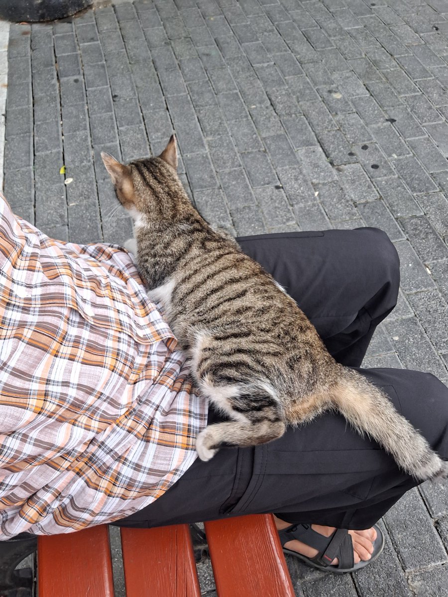 sehl313's tweet photo. Ben kaçtıkça geldi. En son yattı üzerime rahatsız etmedim. Biraz durdu ve gitti.. https://t.co/ezXmGitoUt
