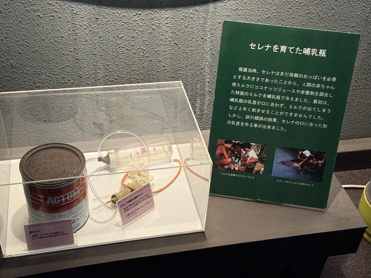ymmf's tweet photo. あとやっぱりここでしか会えないジュゴンのセレナちゃん、かわいくてファンになってしまった
眠そうだったけど😂 https://t.co/w6RHxDLhrU