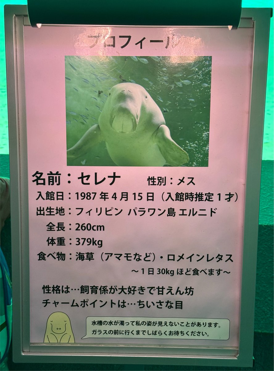 ymmf's tweet photo. あとやっぱりここでしか会えないジュゴンのセレナちゃん、かわいくてファンになってしまった
眠そうだったけど😂 https://t.co/w6RHxDLhrU