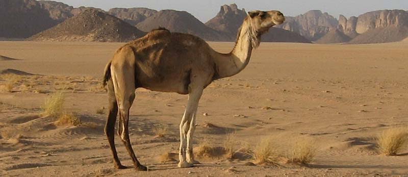 SaudiNews50's tweet photo. بعد غدٍ الثلاثاء..

بداية أيام "الكليبين"، وتُعرف بـ "محنّنات الجمل"، إذ يُقال إن الجمل لا يحنّ إلى الماء إلا في هذه الأيام من شدة الحر.

- https://t.co/oIodFuua92