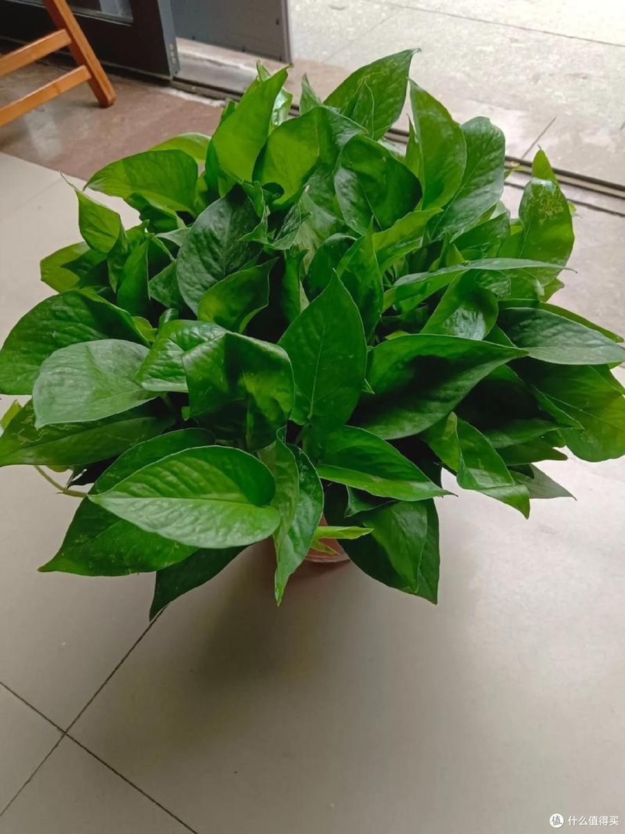 zeronull00's tweet photo. Pro tip for pothos lovers! Rotate your plant weekly for even growth u0026 water when the top 2 inches of soil feel dry.  Happy growing! https://t.co/xBKGB66eFG