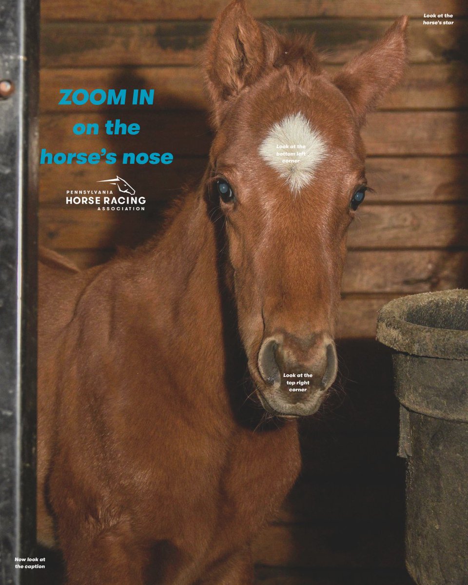 PennHorseRacing's tweet photo. Made you look!
Hope this adorable future superstar brought a little smile to your feed today. Happy Sunday! ๐ดโค๏ธ
#PAHorseRacing #PAHorsemen #FoalLife #HorseRacing #ScavengerHunt https://t.co/gT9EzyNbIG