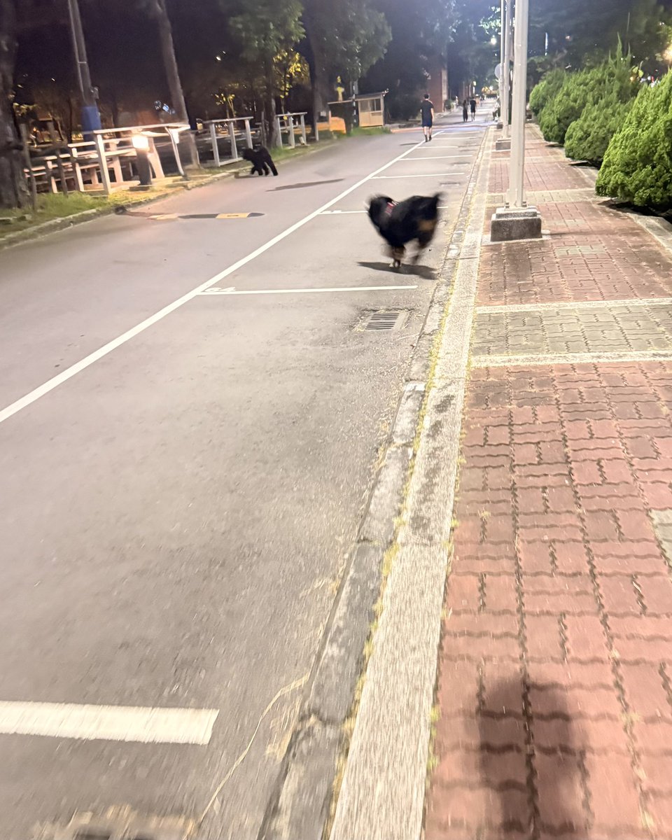 cujzcy's tweet photo. 路上有狗狗在跑步 這邊也有狗狗在運動 https://t.co/N1R3RjHdgw
