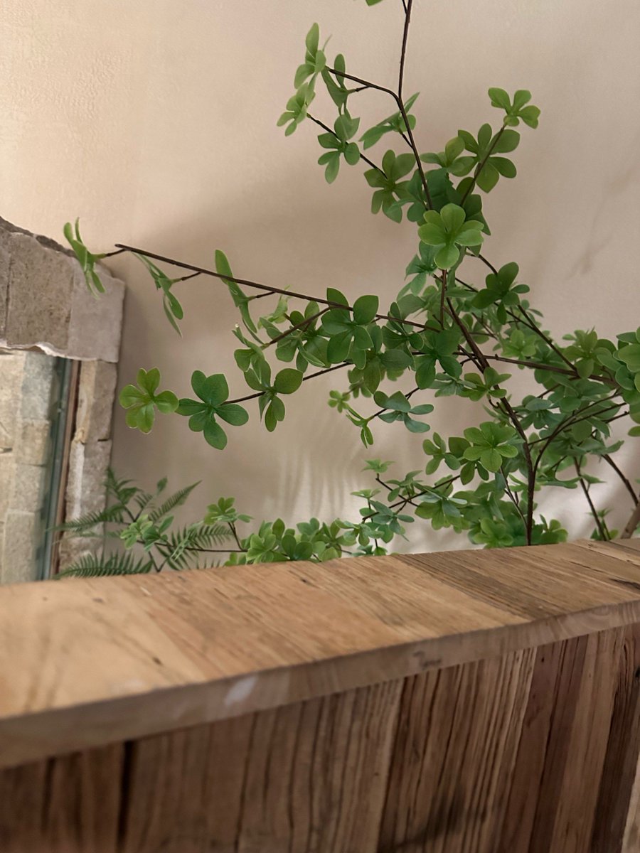 cyber1king's tweet photo. Lemon balm loves bright indirect light and watering when the top soil feels dry! Keep it on your kitchen windowsill for fresh leaves for tea anytime https://t.co/pFqNthpHPk