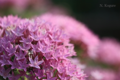 NekoKogure's tweet photo. It fills my heart with a gentle warmth.
#Pentas https://t.co/ocu97VHBWP