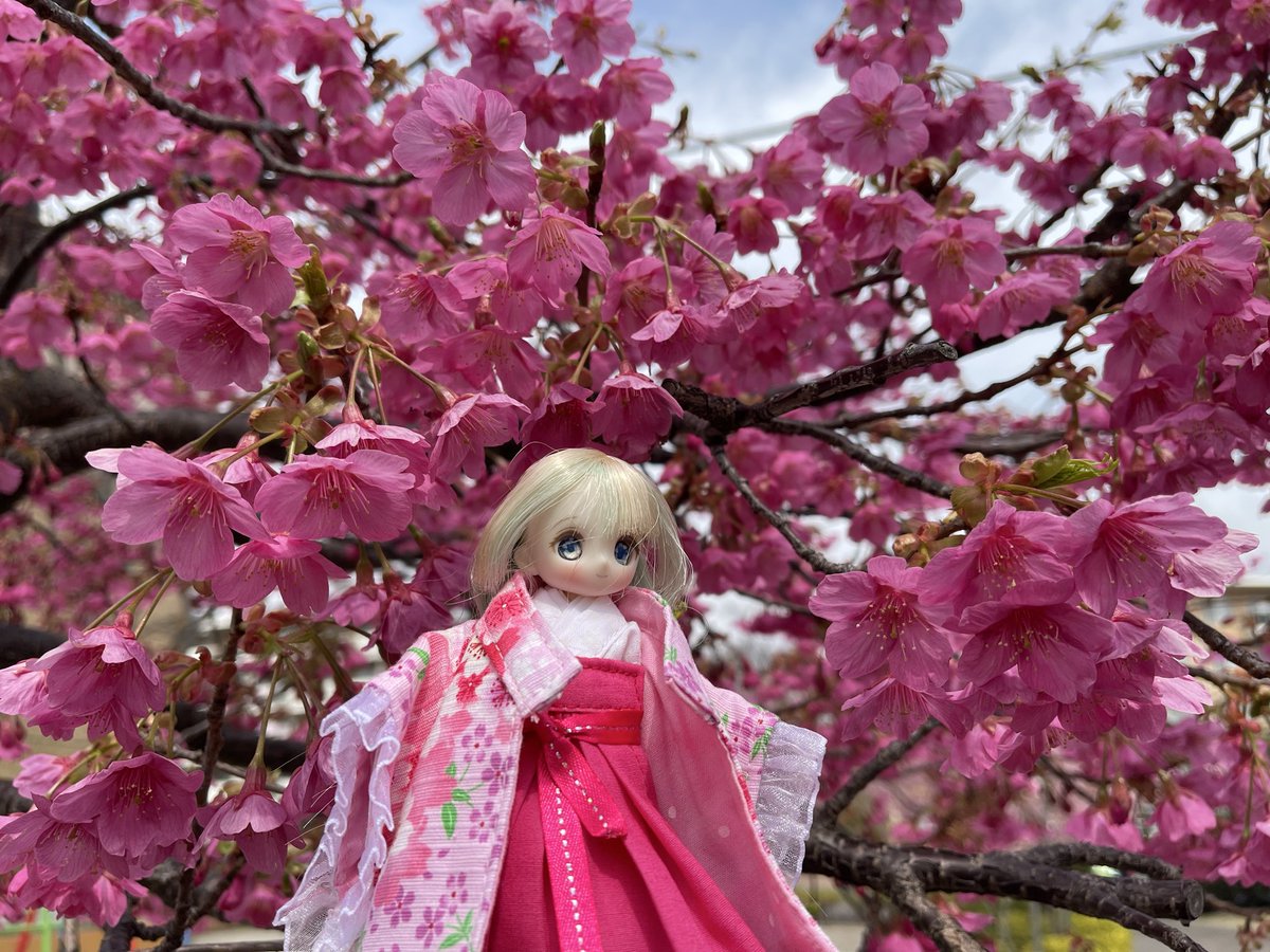 ginsahariko's tweet photo. 本当残念です。原因は不明ですが
この桜が枯れて伐採されてしまいました。来年も咲くの楽しみにしてたのに。
#うちの子かわいい
#シュガーカップス
#花と妖精に癒されたい https://t.co/XZfFeK3ruO