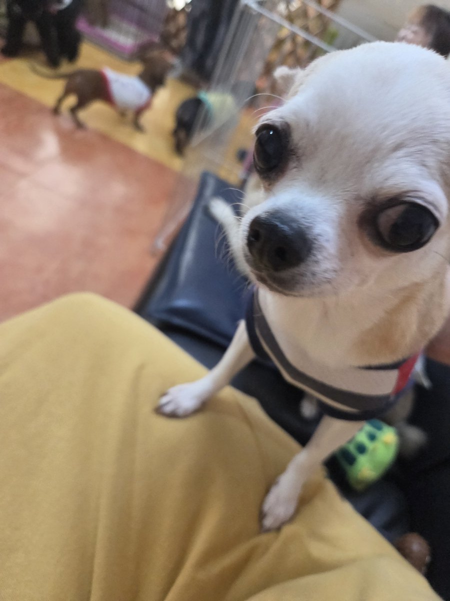 rinanechan's tweet photo. パグちゃんは看板犬さんで、里親様募集中ではありません。そっと寄り添ってきてくれて、めちゃくちゃ可愛いパグちゃん達と、里親様募集中の保護犬ちゃん達がいてます。みーんなひとなっつこくて、飼えない人も癒される。そんな場所です。 https://t.co/UBsR6LQ3b4