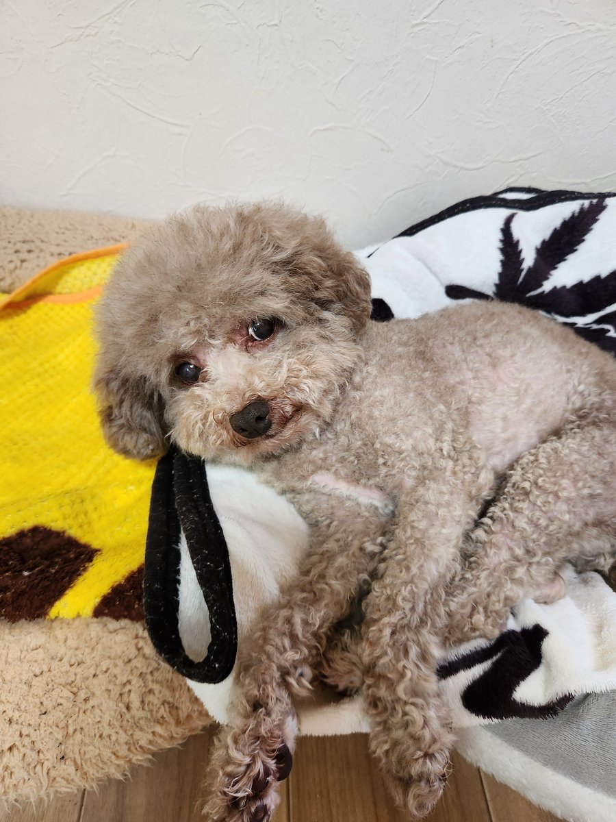 TM34305316's tweet photo. 犬🐶と暮らしてる https://t.co/BotfnyQh43