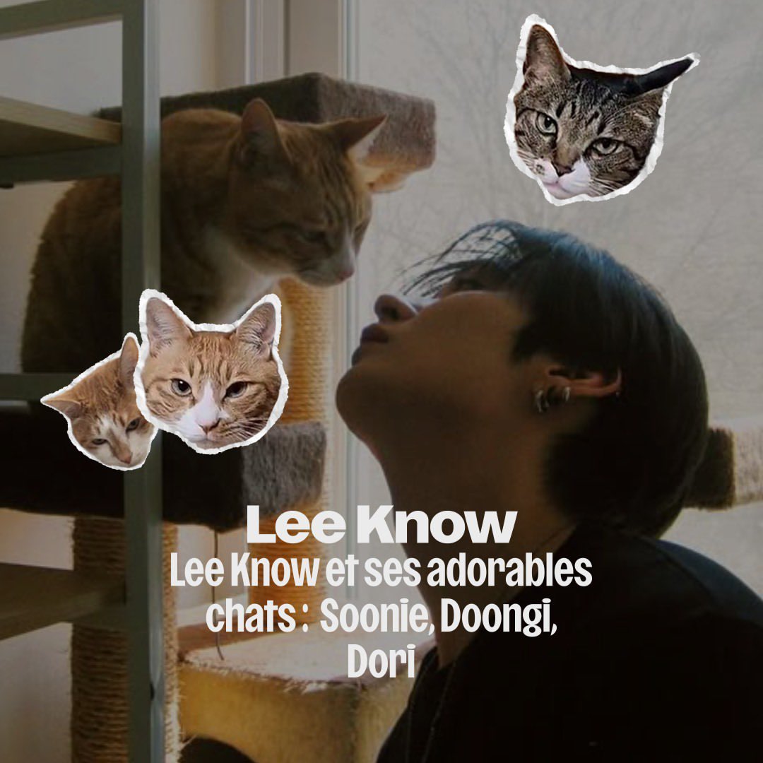 StrayKidsFrance's tweet photo. 📸 080826 IG deezerfr

#LeeKnow apparaît sur le compte Instagram de Deezer France à l’occasion de la journée internationale du chat. 

“Lee Know et ses adorables chats: Soonie, Doongi, Dori”

#StrayKids #스트레이키즈 
@Stray_Kids https://t.co/POdZN2zSv6