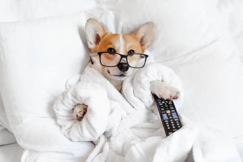 MediaGluttonyX's tweet photo. House of the Dragon finale night + Real Housewives Ultimate Girls Trip + Ted Lasso still rolling…

Sunday night entertainment is stacked.

What’s your “must-watch” order tonight?

#TV #Entertainment #HOTD https://t.co/AzhLwoGzql