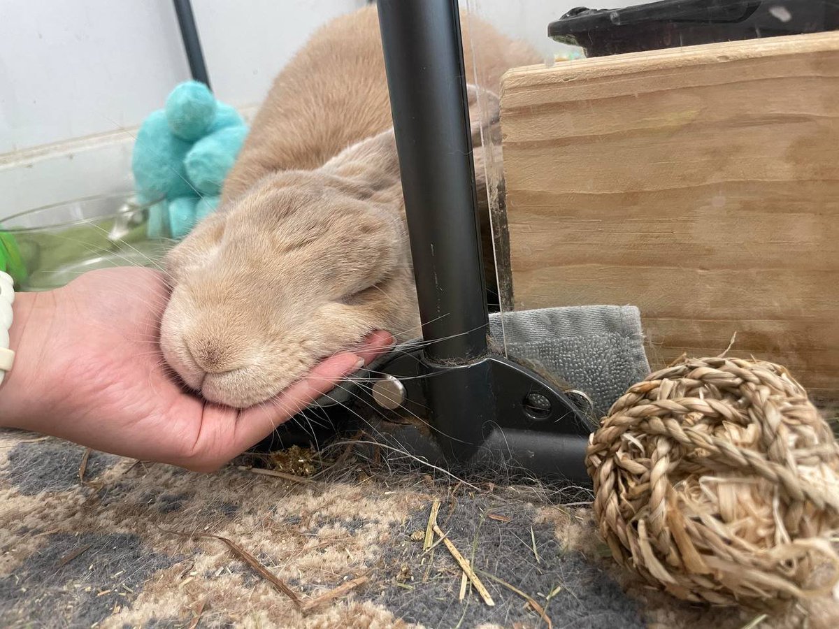 Wealthy362's tweet photo. I went to visit my uncle today, and my 14-year-old niece dragged me over to see the little rabbits she’s raising. They were so cute, and they weren’t afraid of people at all. https://t.co/jJ4xNldPej