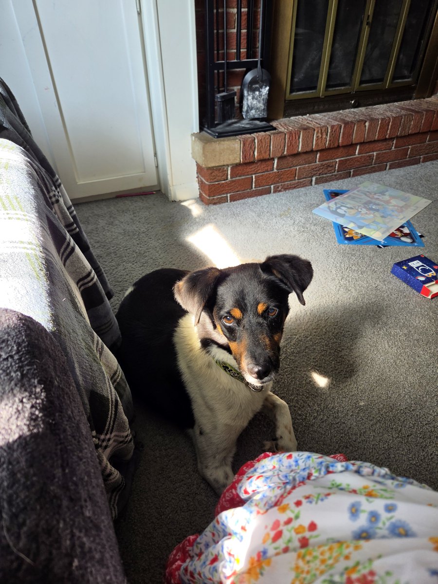 Skye_Billock's tweet photo. Link the pug and Tetra. Tetra is about 9 and link is around 5. They are wishing you a happy Sunday. #sunday #dog #pet #dogsofX #pug #SundayChill https://t.co/v11c739h7c