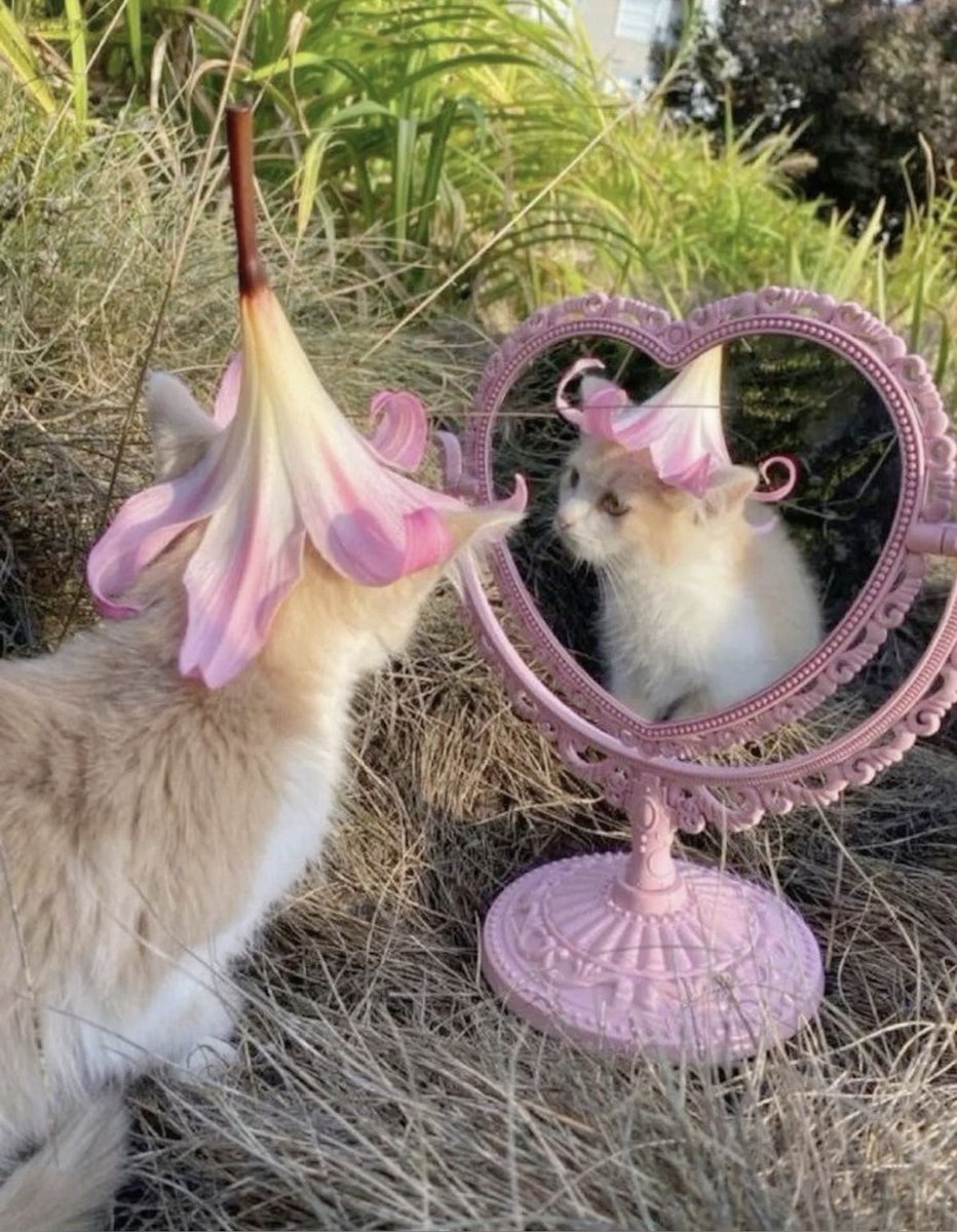 dreamyyarchive's tweet photo. cottagecore kitten 🐈 🌸 https://t.co/T77X1rawWO