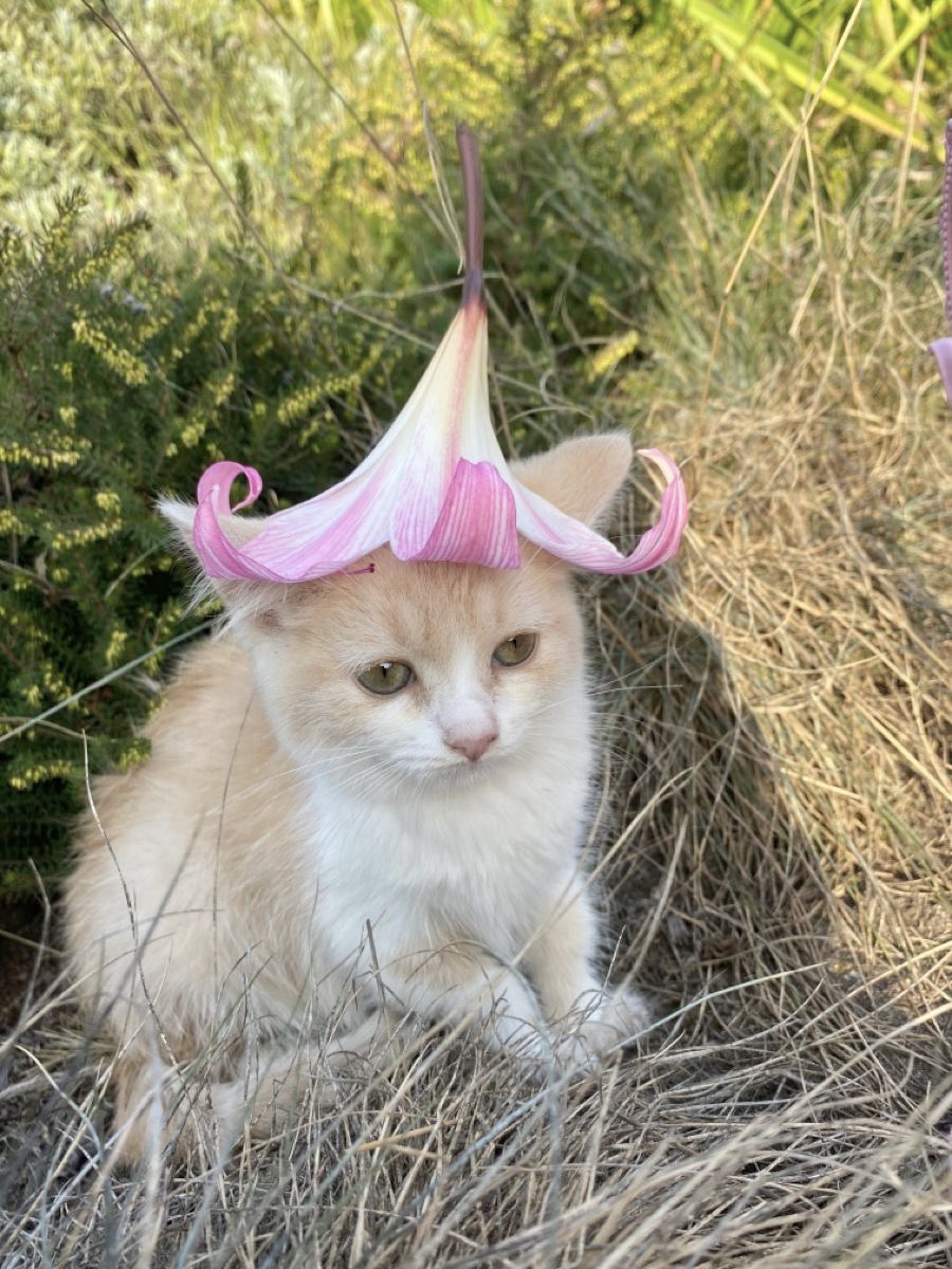 dreamyyarchive's tweet photo. cottagecore kitten 🐈 🌸 https://t.co/T77X1rawWO