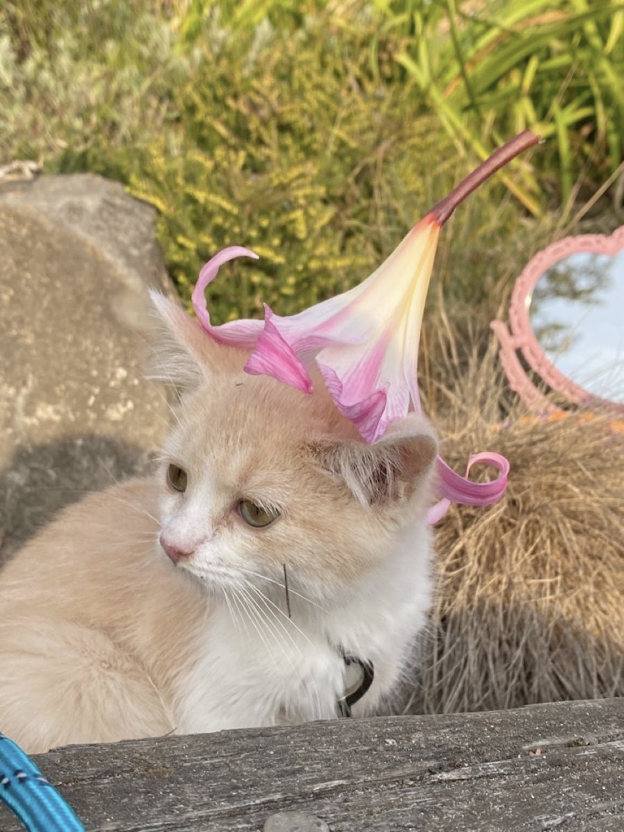 dreamyyarchive's tweet photo. cottagecore kitten 🐈 🌸 https://t.co/T77X1rawWO