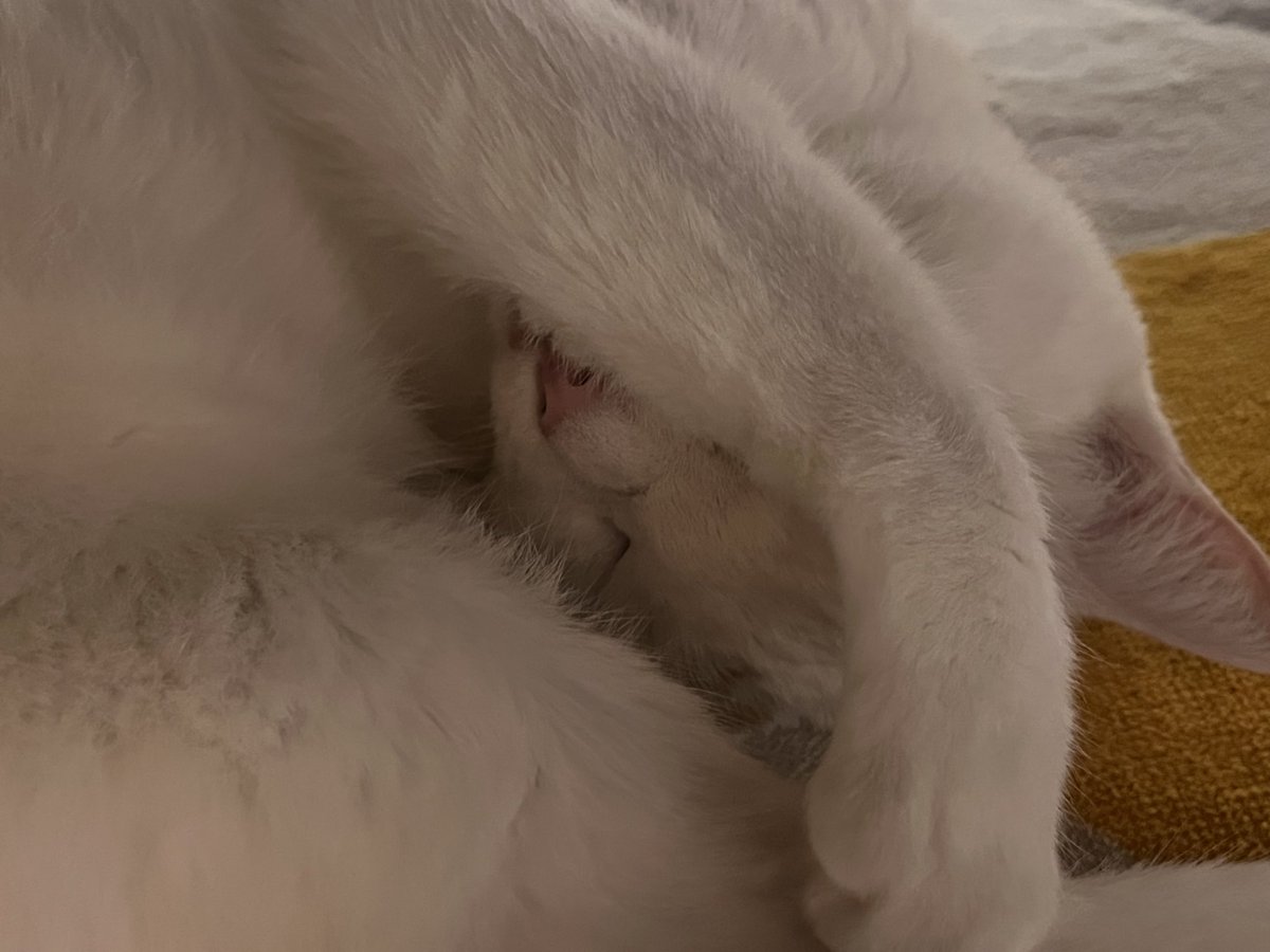 Inunekonekobig's tweet photo. お顔を隠して眠ります。
#猫好きさんと繋がりたい
#猫の居る幸せ
#猫　#cat #ねこ https://t.co/n2qJc4T8Rx