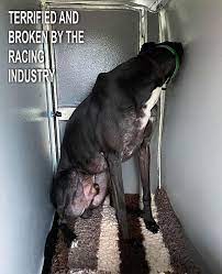 CagesFree's tweet photo. Terrified and broken by the #Greyhound racing industry
In your mind this is an industry: #living beings used for cash, your ego, your trophy
My gush, humans can not fall any further
Sick minds 🤦♀️🧟♀️🧟♂️ https://t.co/e3ucpQm4Eo