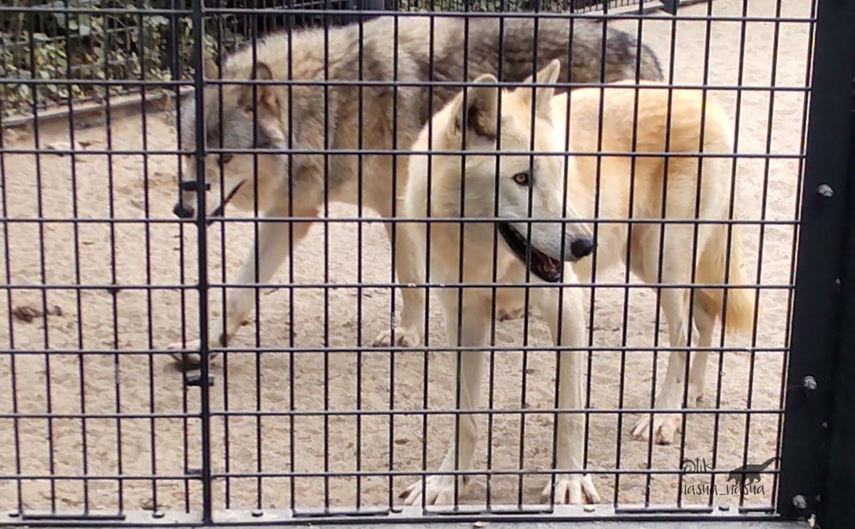 lik_nasua_nasua's tweet photo. あっちでもミナの三歩後ろを付いて回ってそう
#平川動物公園
#シンリンオオカミ #ショウ♂ #ミナ♀
#EasternTimberWolf
(2023年11月) https://t.co/CSyRcqLj3U