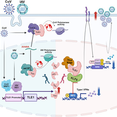 MolecularCell's tweet photo. Host transcriptional corepressor TLE1 is commonly exploited by RNA viruses for replication https://t.co/MnjKkNBDAe https://t.co/h8ZyiriY5S
