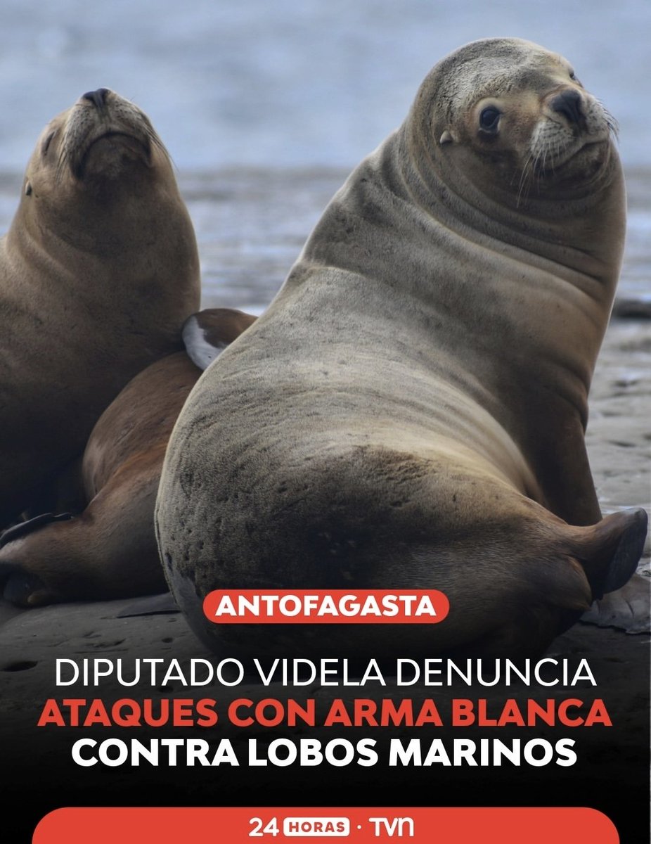 RobertoMerken's tweet photo. 🔴 ABRIERON LA PUERTA AL ODIO

Primero instalaron que los lobos marinos eran un “problema”. Después aparecieron propuestas para matarlos. Ahora se denuncian ataques con arma blanca contra estos animales en Antofagasta.

Las palabras tienen consecuencias. 

Cuando desde la política se normaliza la idea de que una especie molesta, sobra o debe ser eliminada, siempre habrá alguien dispuesto a llevar ese discurso un paso más allá.

Esto ya no es una discusión abstracta: hay animales siendo atacados.

El odio, una vez legitimado, es difícil de contener.