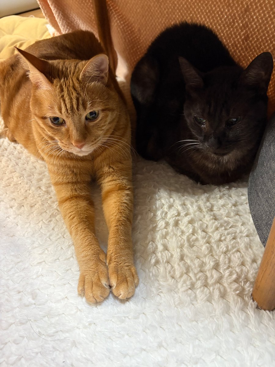 nyan_zemi's tweet photo. おはようございます！
夫婦のように毎日仲良しニャンズ🐈💕🐈️

#にゃんデーモーニング https://t.co/wydDMRjdK8