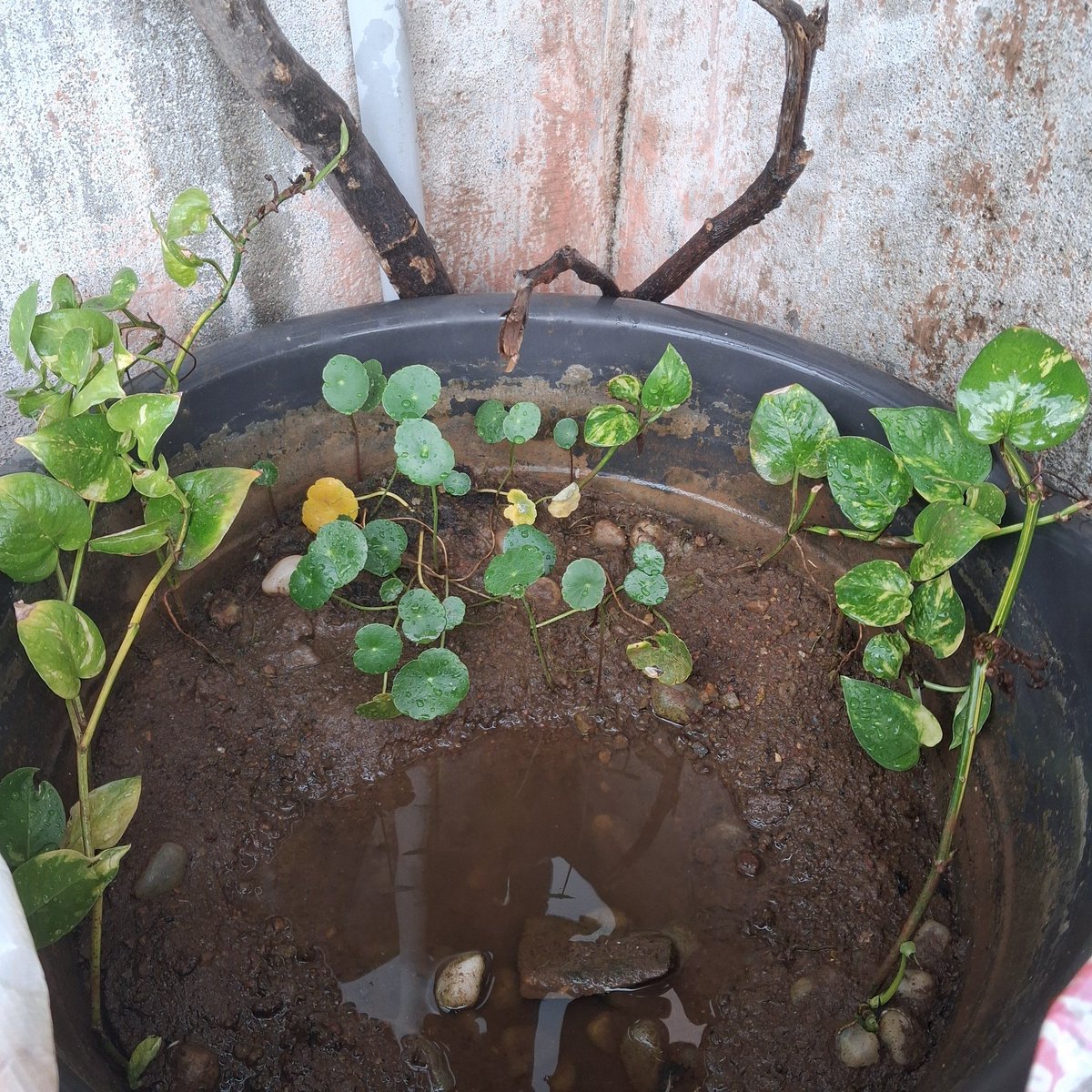 dhivipotta's tweet photo. Watering 💧plants 🪴 is peaceful time of my day 😌 . Stay hydrated chella kutties 🥰

#dhivipotta
#potta #tamilhot
#pottachi #sissy https://t.co/yh16wRL6su