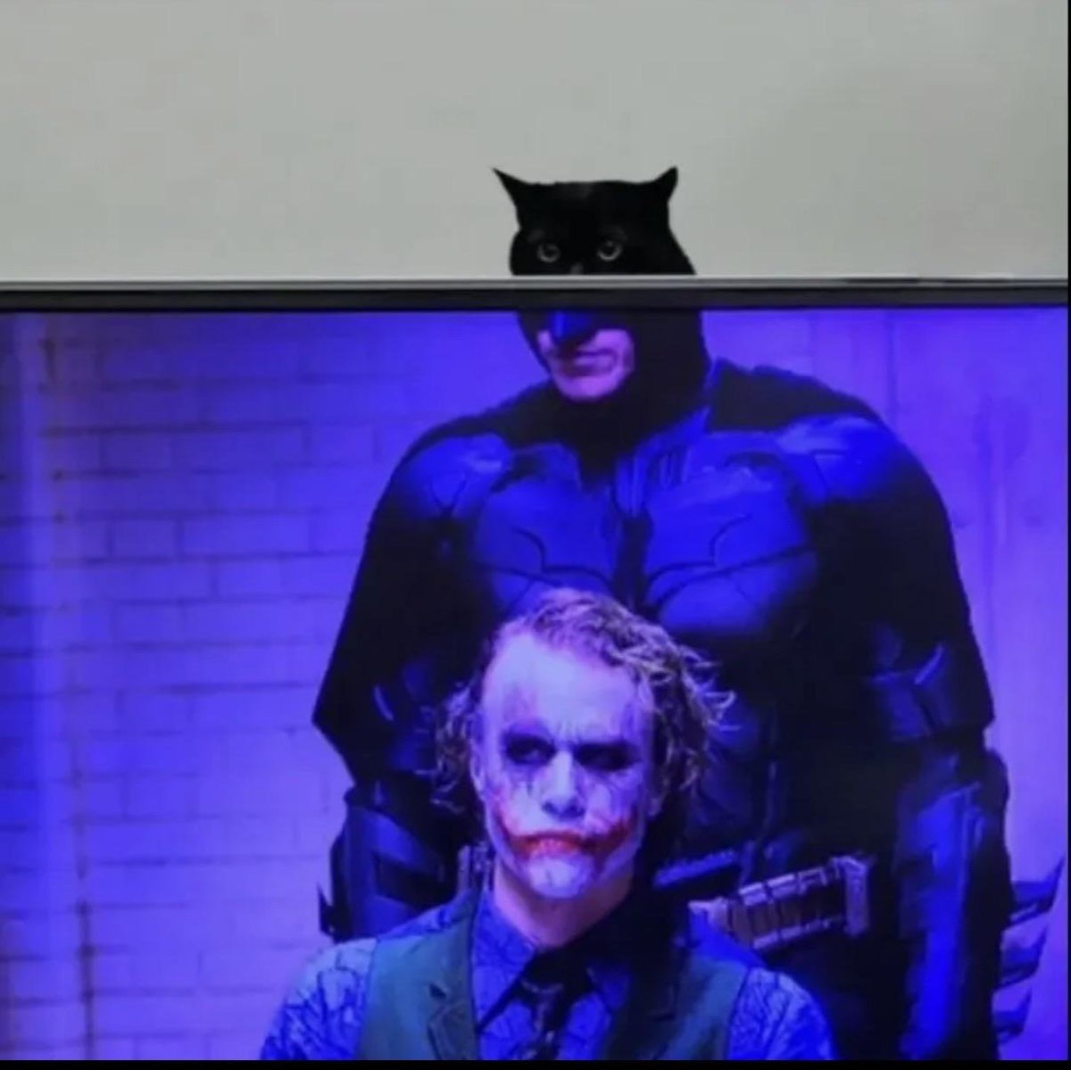 rockefoe's tweet photo. Nokttu the Dark Paw:

> a famous Instagram cat named Nokttu gets caught peeking over a TV at the perfect moment, at the perfect time.

> somebody posts it on Reddit's r/funny sub and it blows up reaching 24k upvotes in less than 15 hours.

> people in the comments instantly come up with a name that has mindshare - The Dark Paw.

Reddit post: https://t.co/CWFdyk1SlF

Nokttu's Instagram (proof of name): https://t.co/7doSRqs2hJ