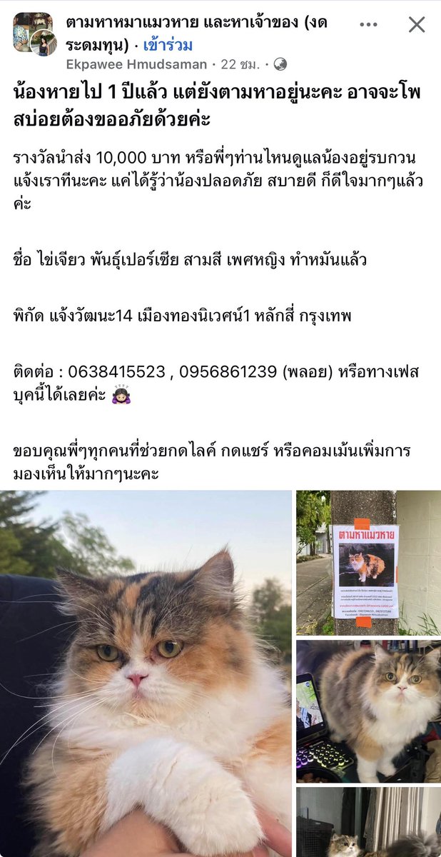 YouKnowMeAta's tweet photo. ฝากแชร์หน่อยนะ เจ้าของยังไม่สิ้นหวัง ตามหาน้องแมวหายไปนาน 1 ปี 
• มีรางวัลนำส่ง 10,000 บาท 🥺🐱✨
• แมวชื่อ: น้องไข่เจียว
• เปอร์เซีย, สีสามสี, เพศหญิง (ทำหมันแล้ว)
• พิกัดที่หาย: แจ้งวัฒนะ 14 / หมู่บ้านเมืองทองนิเวศน์ 1 / เขตหลักสี่ กทม.
ติดต่อ: 063-8415523, 095-6861239 (คุณพลอย)
🙏❤️
#แมวหาย #ตามหาแมว #แจ้งวัฒนะ14 #หลักสี่ #เมืองทองนิเวศน์1 #ทาสแมว #ข่าวX
