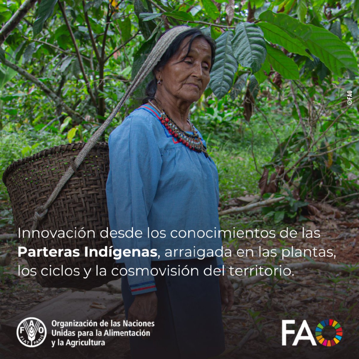 FAOEcuador's tweet photo. 💡🌿 La innovación también surge de los conocimientos ancestrales.
Integrar los saberes de las #ParterasIndígenas fortalece los sistemas de salud y alimentarios, promoviendo soluciones sostenibles para las personas y el planeta. 🌍
#UnaSolaSalud #DíaDeLosPueblosIndígenas https://t.co/1jB7Qcxwxx