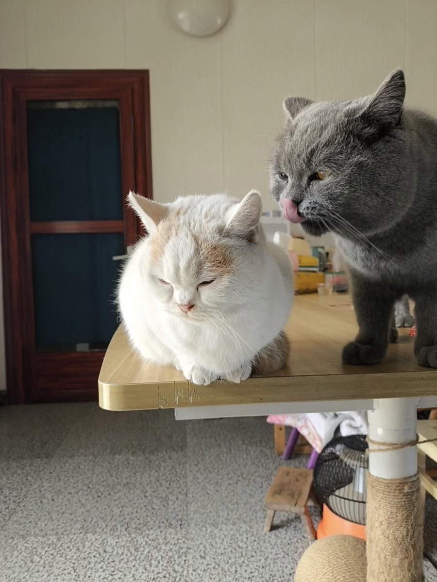 Danny_Y_H's tweet photo. Spent 10 mins adjusting my desk chair at work this morning and accidentally turned my monitor to face the entire break room. Oops — now the team’s all laughing at my 2019 cat photo wallpaper. https://t.co/wJG46engxo