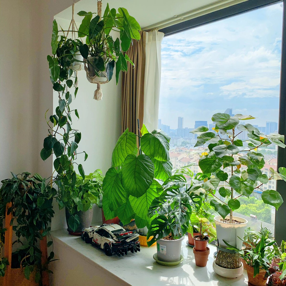 trugg_2's tweet photo. Pro tip for your pothos! Let its soil dry out fully between waterings, and it’ll reward you with lush, trailing leaves that brighten any corner. Happy growing! https://t.co/G2oapoi5Sp