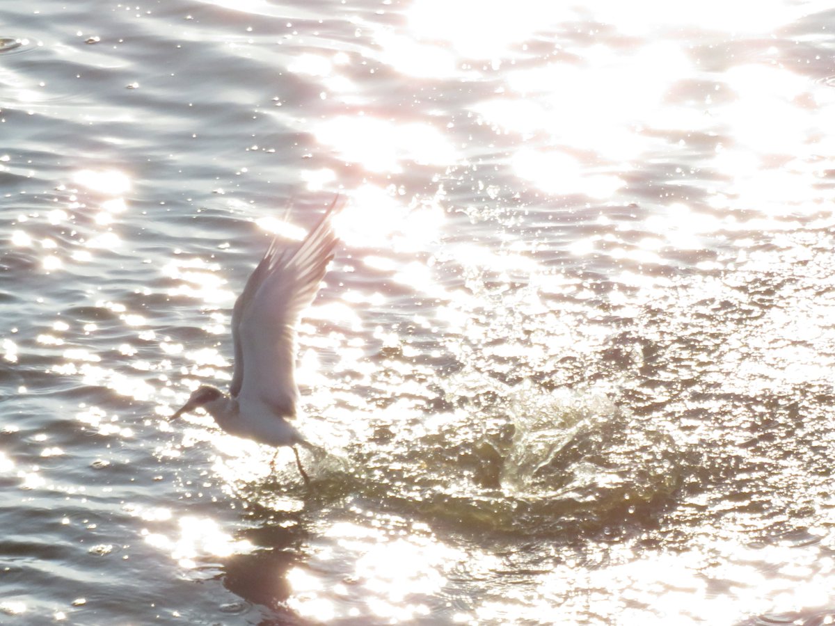 hirundinifaye's tweet photo. been contemplating my old tiny little canon powershot and some of the bird photos i took on it that i haven't lived up to on my new camera. i miss the far more environmental photo style i had!! https://t.co/lyJEDR6wXA