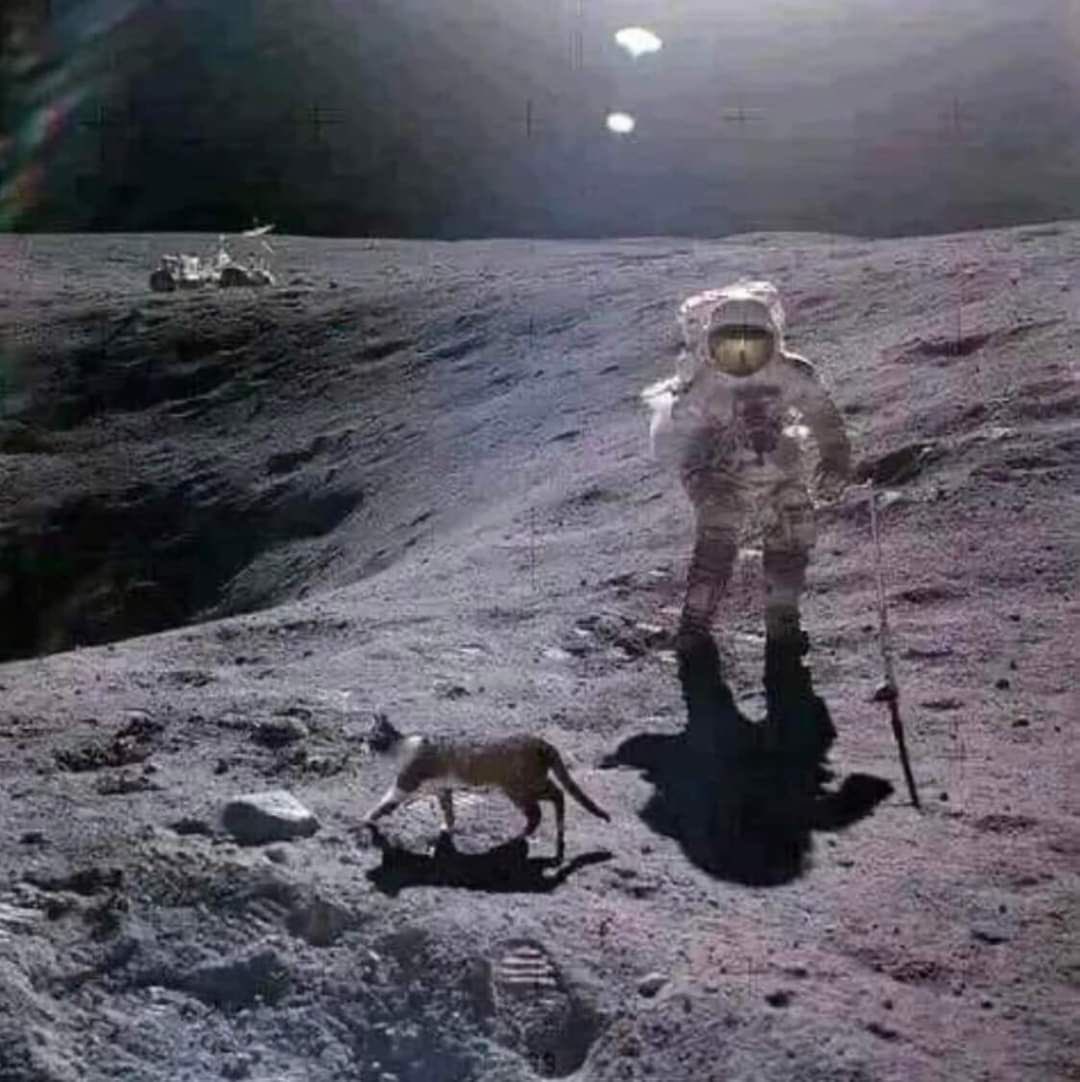 NoCatsNoLife_m's tweet photo. NASA has been hiding the truth about cats for years! It’s time they told us the truth https://t.co/DZvMRmGRIj