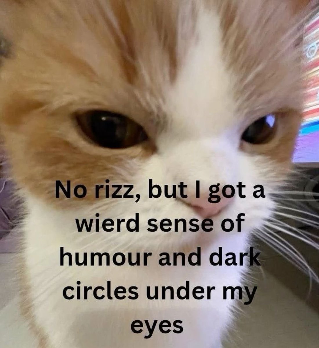 sillymeow4u's tweet photo. https://t.co/dr79MdbaP6