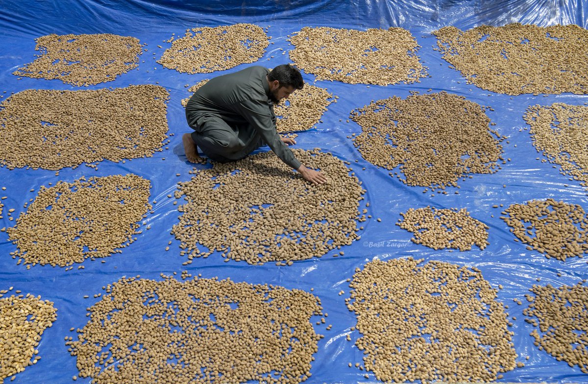 basiitzargar's tweet photo. The harvest begins in Kashmir’s almond orchards https://t.co/7abO1NLMmb