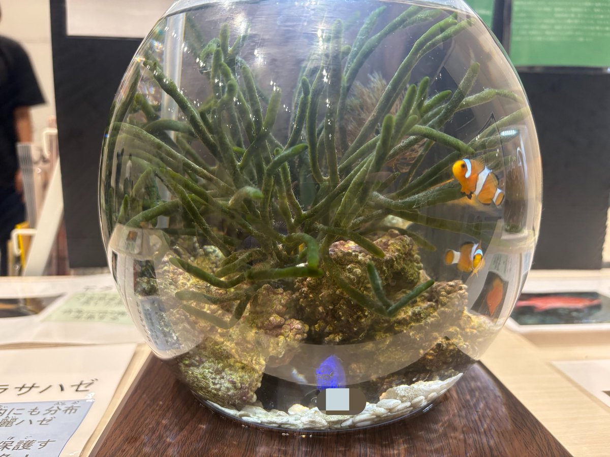 anc_2018's tweet photo. 事後報告となってしまいましたが、岡山コンベンションセンターで行われた「おかやまSDGsフェア」にて展示を行いました！ https://t.co/m7oJrg4AXQ
