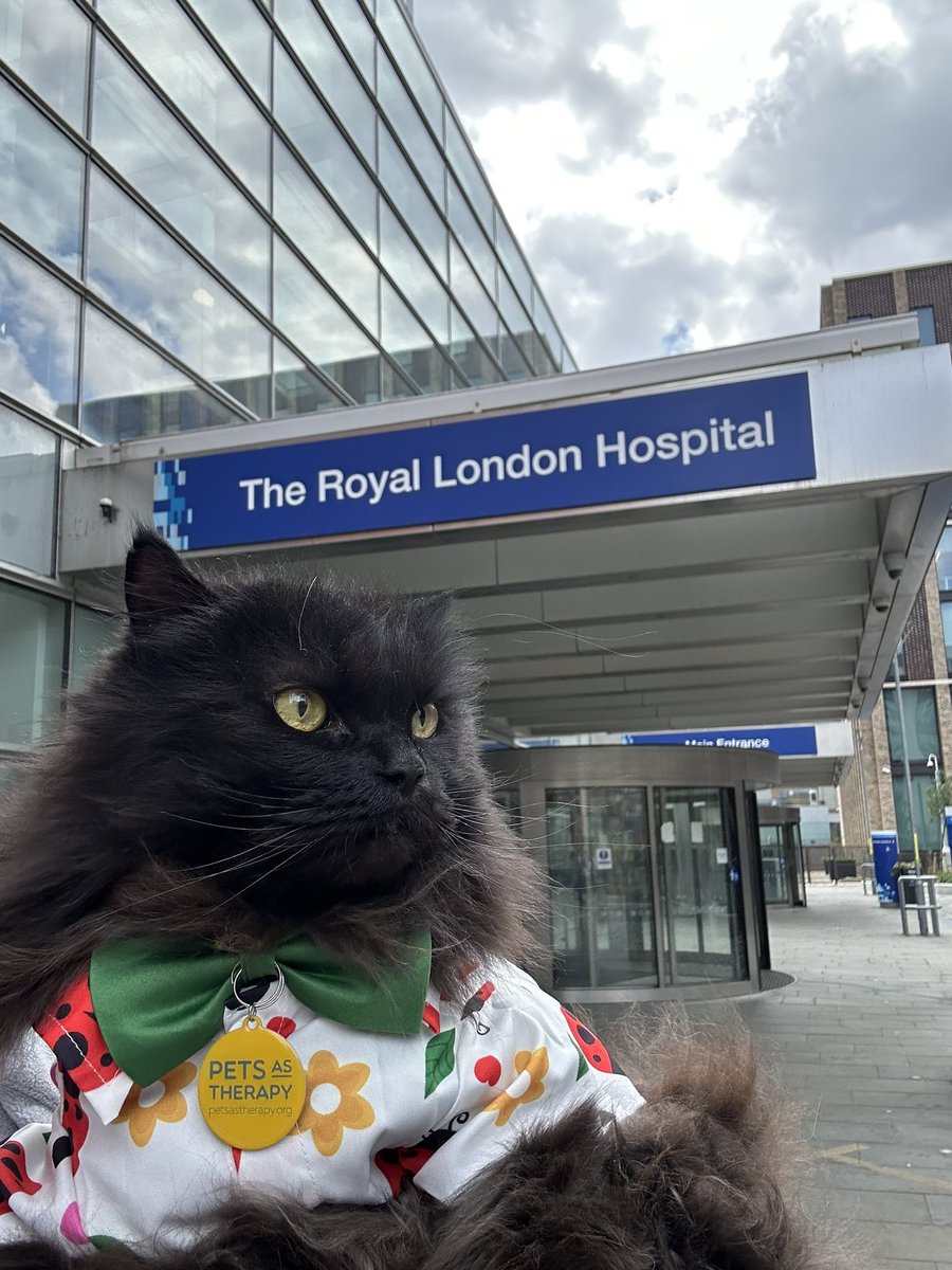 meow_london's tweet photo. 🐾 Guess who’s back at the hospital?! 😺
This little kitty is back on duty, collecting smiles, spreading purrs and brightening everyone’s day ✨
I’m a registered 🐈⬛ with @PetsAsTherapyUK and I team up with @NHSBartsHealth @BartsVolunteers
#cat #volunteer #therapycat #smile #nhs https://t.co/heQapq2JWK