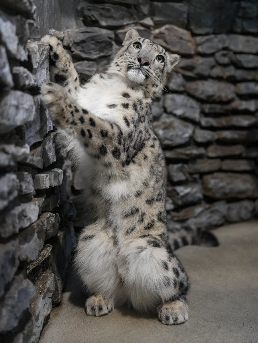 black03_white03's tweet photo. 可愛いポーズ☺️💕
⁡
#いしかわ動物園 #ユキヒョウ #ヒメル 
📷260809 https://t.co/hFMtfjhTKR