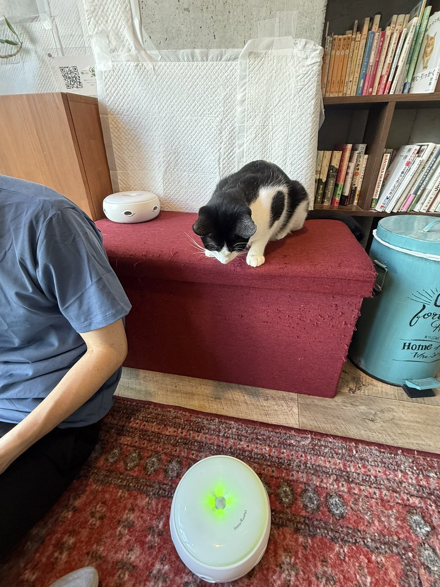 Hanachu_san's tweet photo. ガイくんお気に入りの電動おもちゃ🐈‍⬛♫
停止すると真ん中のスイッチを押そうとする賢い子！
じゃれるより眺めることに趣を感じているようでした☺️
ずっとのお家で幸せになってね🐈‍⬛💗
#駒猫 https://t.co/12cZTLOlsE
