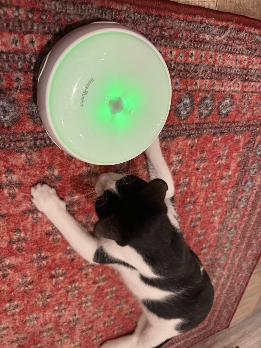 Hanachu_san's tweet photo. ガイくんお気に入りの電動おもちゃ🐈‍⬛♫
停止すると真ん中のスイッチを押そうとする賢い子！
じゃれるより眺めることに趣を感じているようでした☺️
ずっとのお家で幸せになってね🐈‍⬛💗
#駒猫 https://t.co/12cZTLOlsE