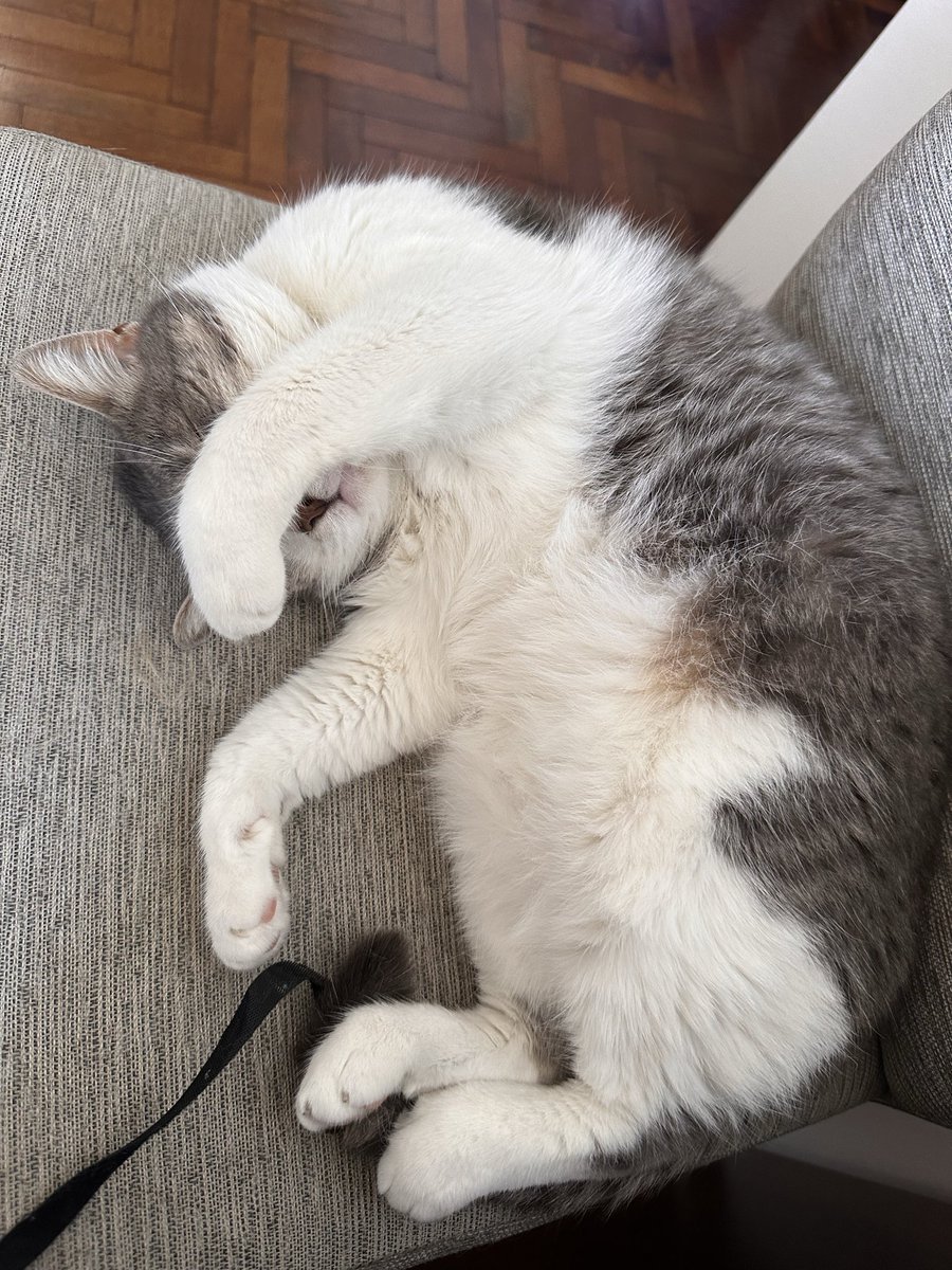 JazHaro1's tweet photo. Cuando las adoptamos, como va la cosa https://t.co/Qzfqe6XP1j