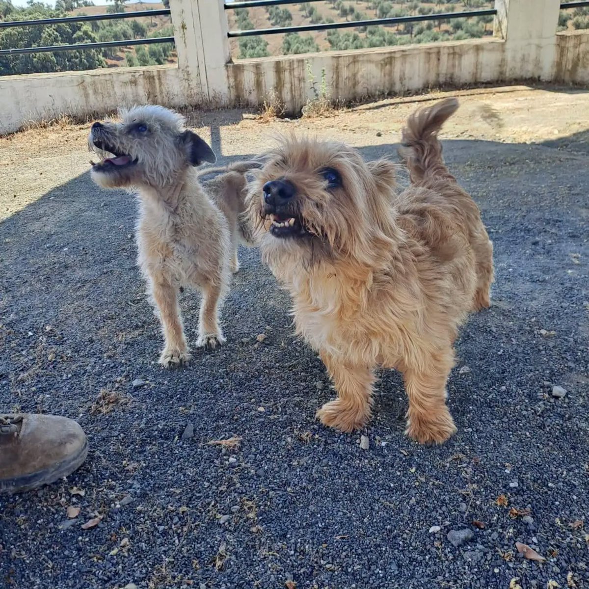 SosAbuelos1's tweet photo. #MÁLAGA
La humana de estos dos chiquitines de 12 y 10 años ha fallecido y los hijos humanos no se quieren hacer cargo..

Son macho y hembra. Llevan toda la vida juntos

Lo ideal sería encontrar un hogar donde siguieran unidos, pero.. se plantean separarlos

WhatsApp 633 78 42 39 https://t.co/fyGl5ouUPr