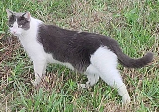 MissingTarn81's tweet photo. 09.08.26 Perdue chatte gris/blanc à Saïx (campagne vers la rivière). "Rosie". Contact : https://t.co/A8Q3AFSdRs #Tarn #chat https://t.co/1IkY06Ykt8