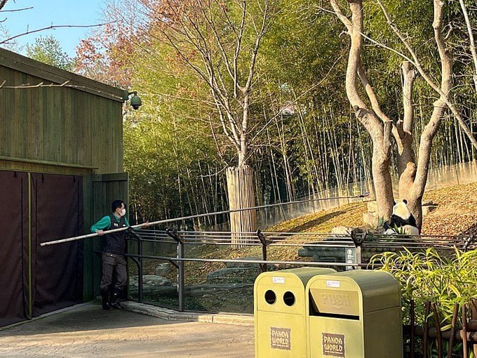 ZOA_BAO's tweet photo. 근데 우리 바오家 모두 예쁘고 사랑스럽고 귀엽지만은
진짜 사랑이가 진짜 실제로 보면 헛스 말도안된다 아프로디테 여신님 오마이갓 예뻐예뻐아이바오예뻐 소리가 절로 나옴 눈 색부터 영롱 그자체 세상에
진짜 나도 이러고 주접부리면서 찍고싶어지는데 아빠밖에 못하는 샷임 ㅠㅋㅋㅋㅋㅋ https://t.co/vZpKiIkBhM
